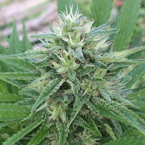 Ace Seeds - Panama x Bangi Haze
